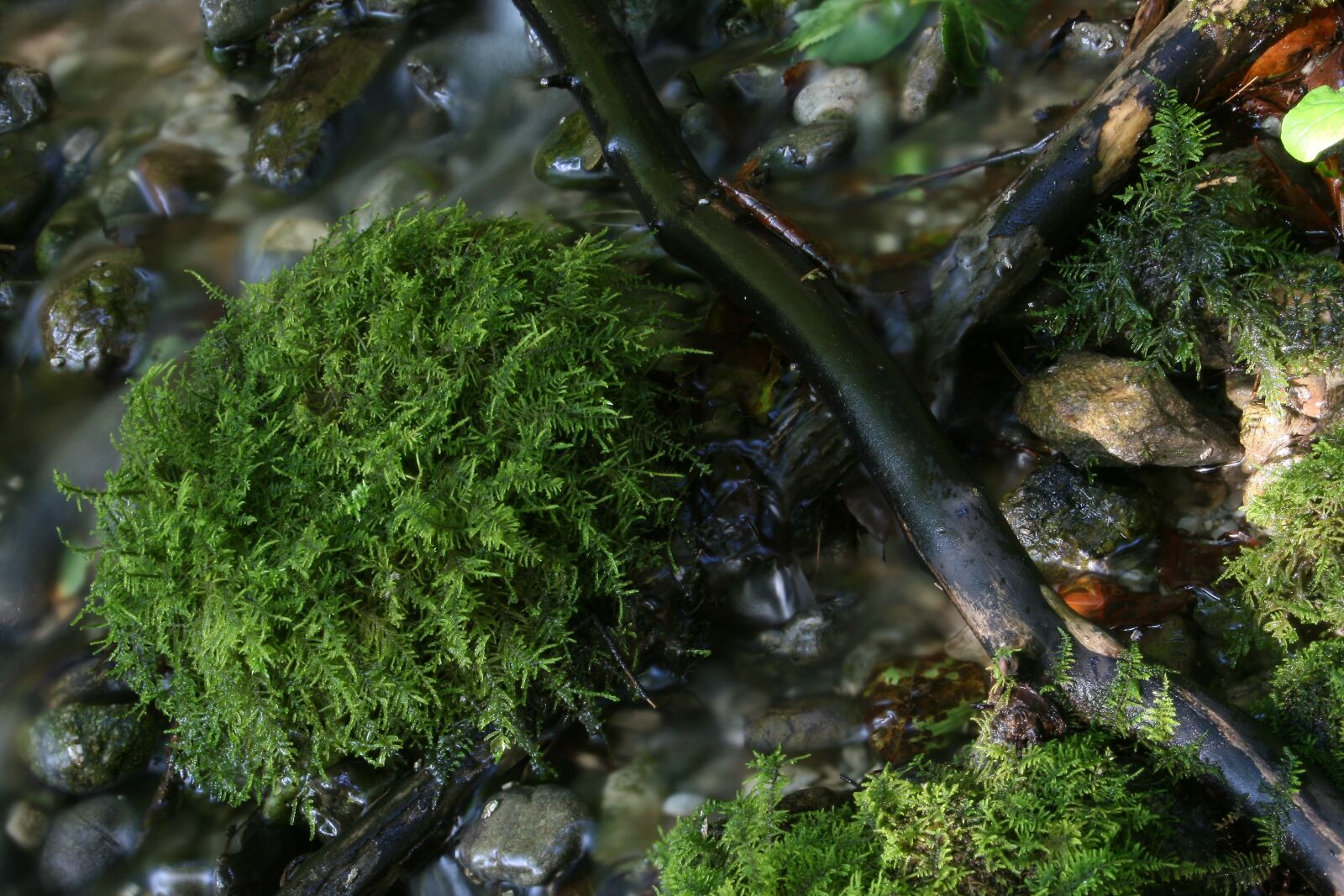 Canon EOS 400D (EOS Digital Rebel XTi / EOS Kiss Digital X) sample photo. Bach, moss, water photography