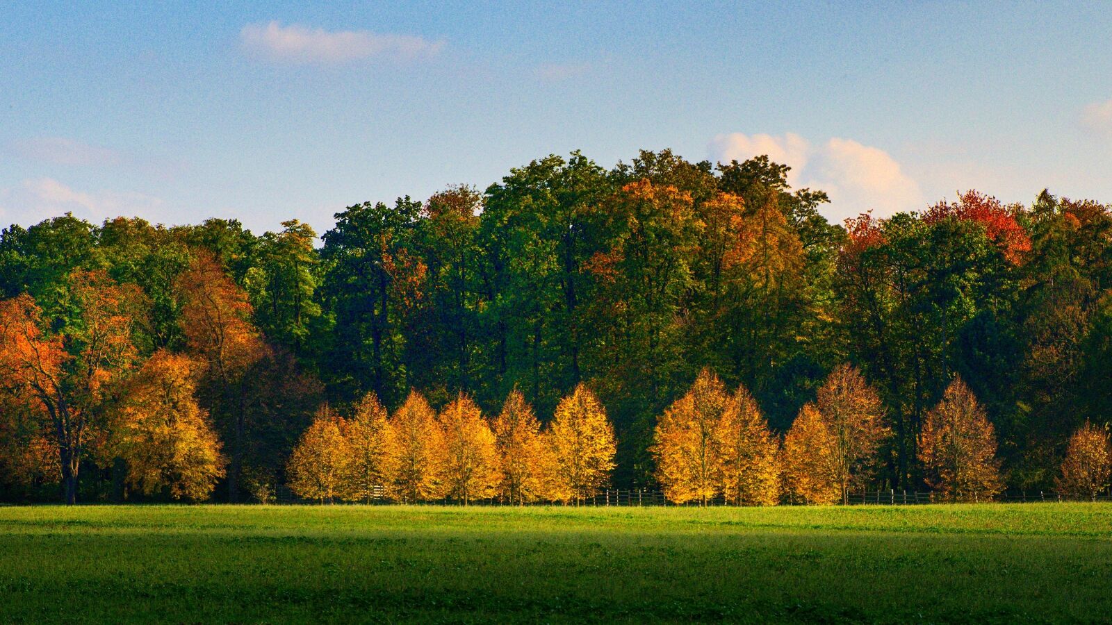 Nikon D5500 sample photo. Trees, forest, colored photography