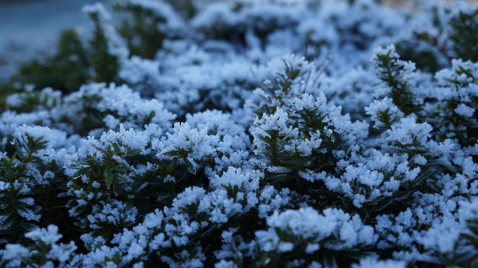 Sony Alpha a3000 sample photo. Morgentau, ripe, nature photography
