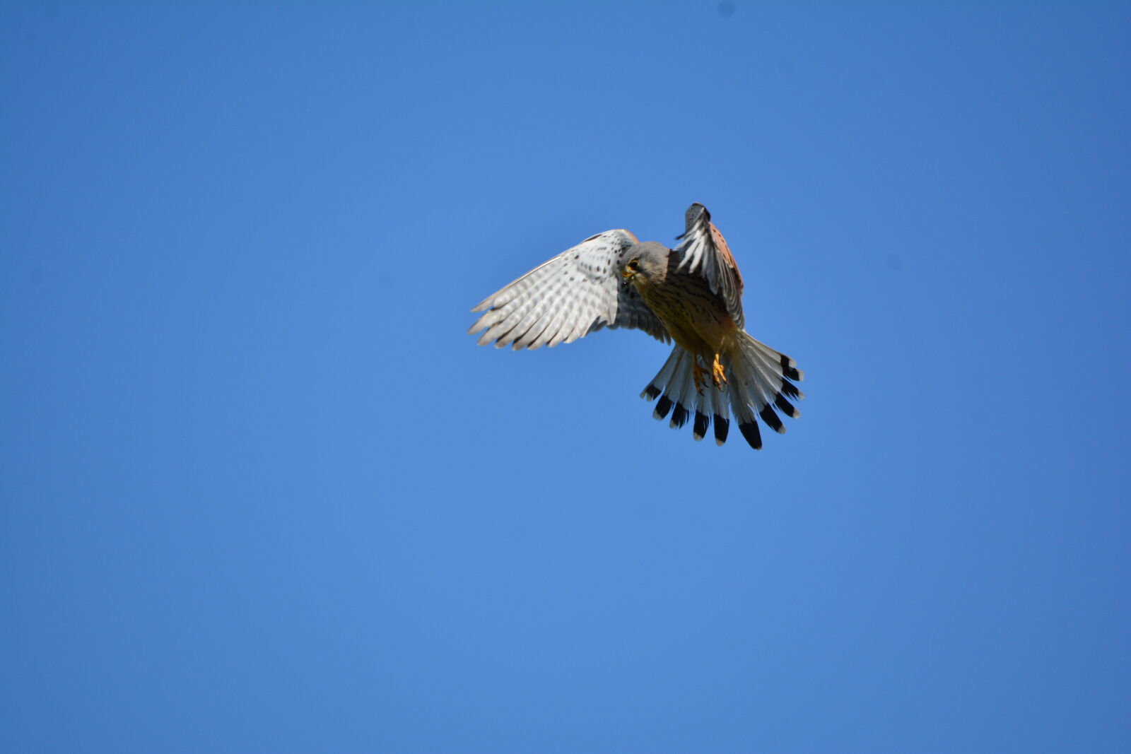 Nikon D7100 sample photo