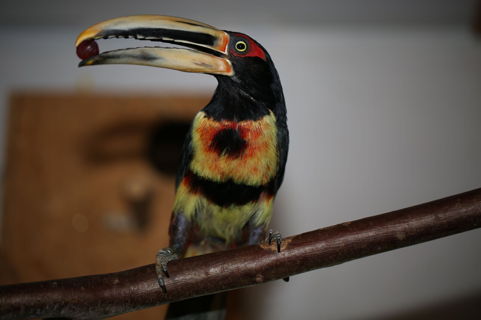 Canon EF 100mm F2.8L Macro IS USM sample photo. Toucan, bird, food photography