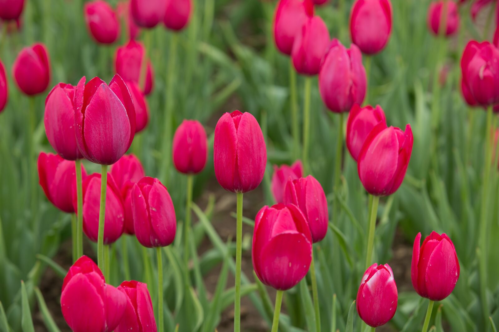 Canon EF 70-200mm F2.8L IS USM sample photo. Tulips, red, spring photography