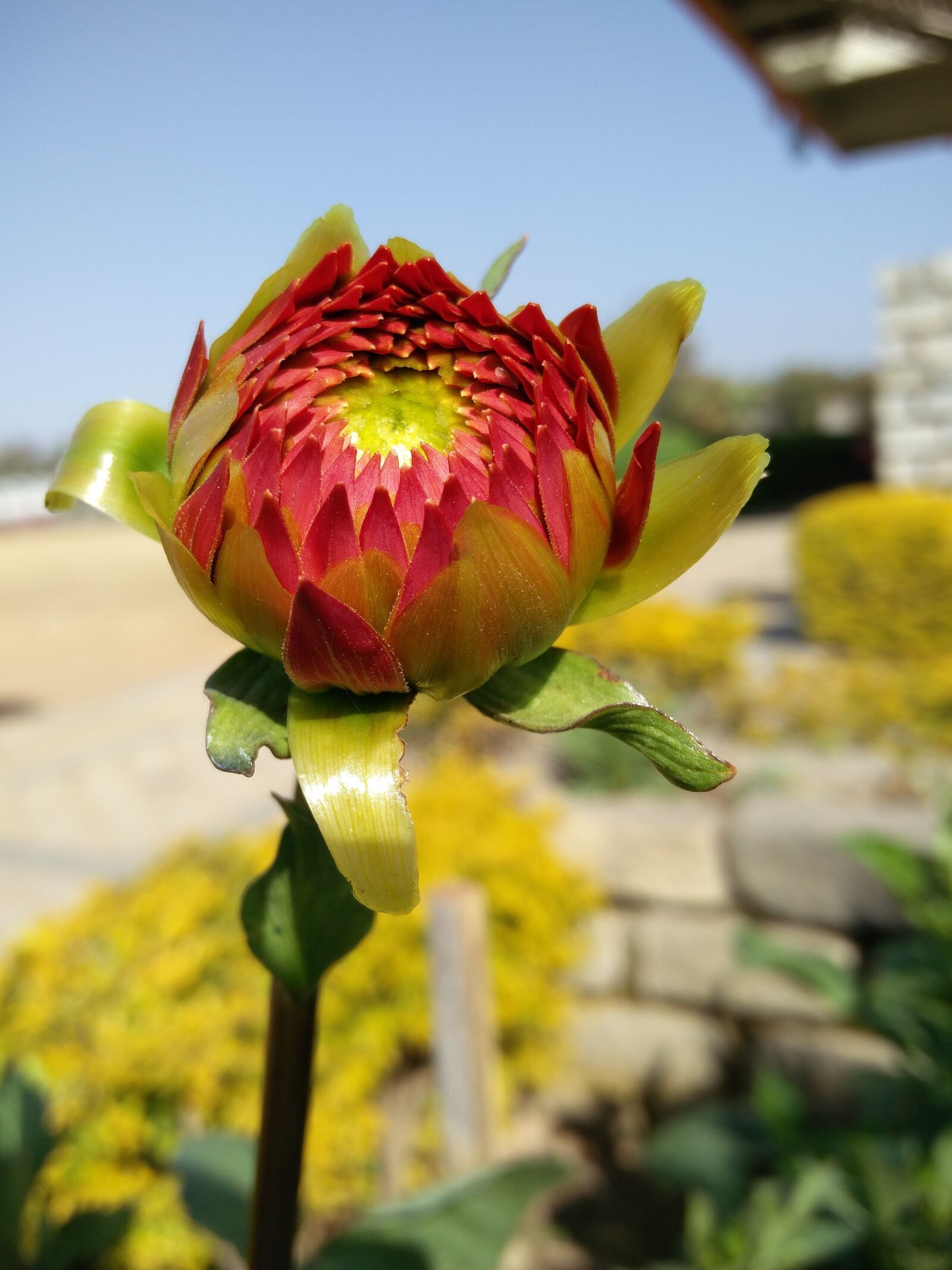 OnePlus 2 sample photo. Flower, nature, flora photography