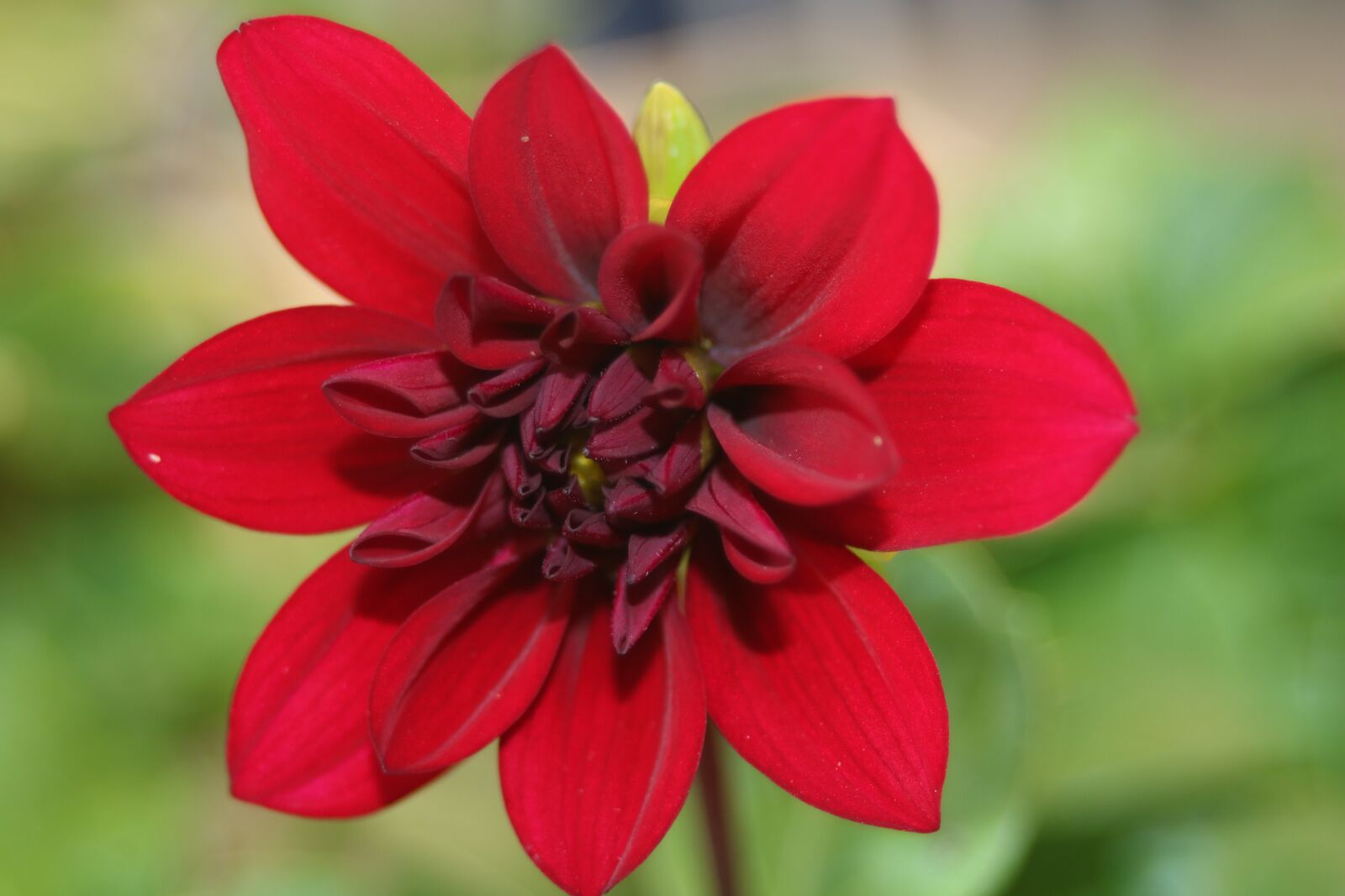 Canon EOS 760D (EOS Rebel T6s / EOS 8000D) sample photo. Dahlia, red, blossom photography