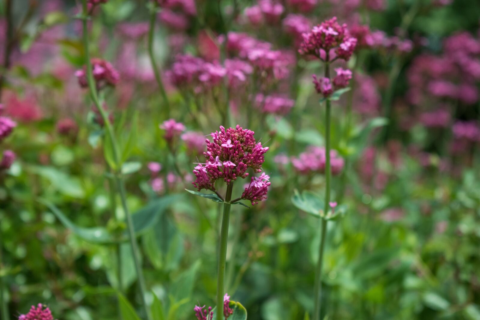 Nikon D5600 sample photo. Flowers, close up, purple photography