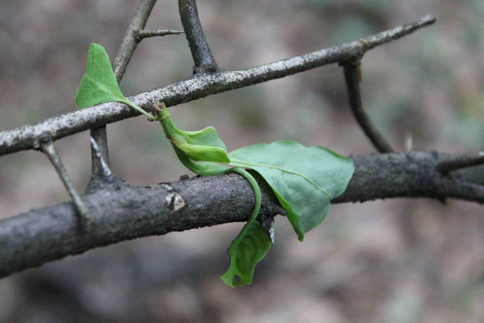 Canon EOS 650D (EOS Rebel T4i / EOS Kiss X6i) + Canon EF-S 18-55mm F3.5-5.6 IS II sample photo. Branch, limb, tree photography