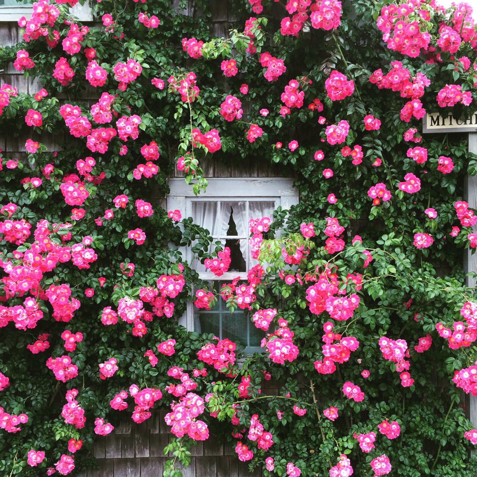 Apple iPhone 6 sample photo. Roses, cottage, window photography