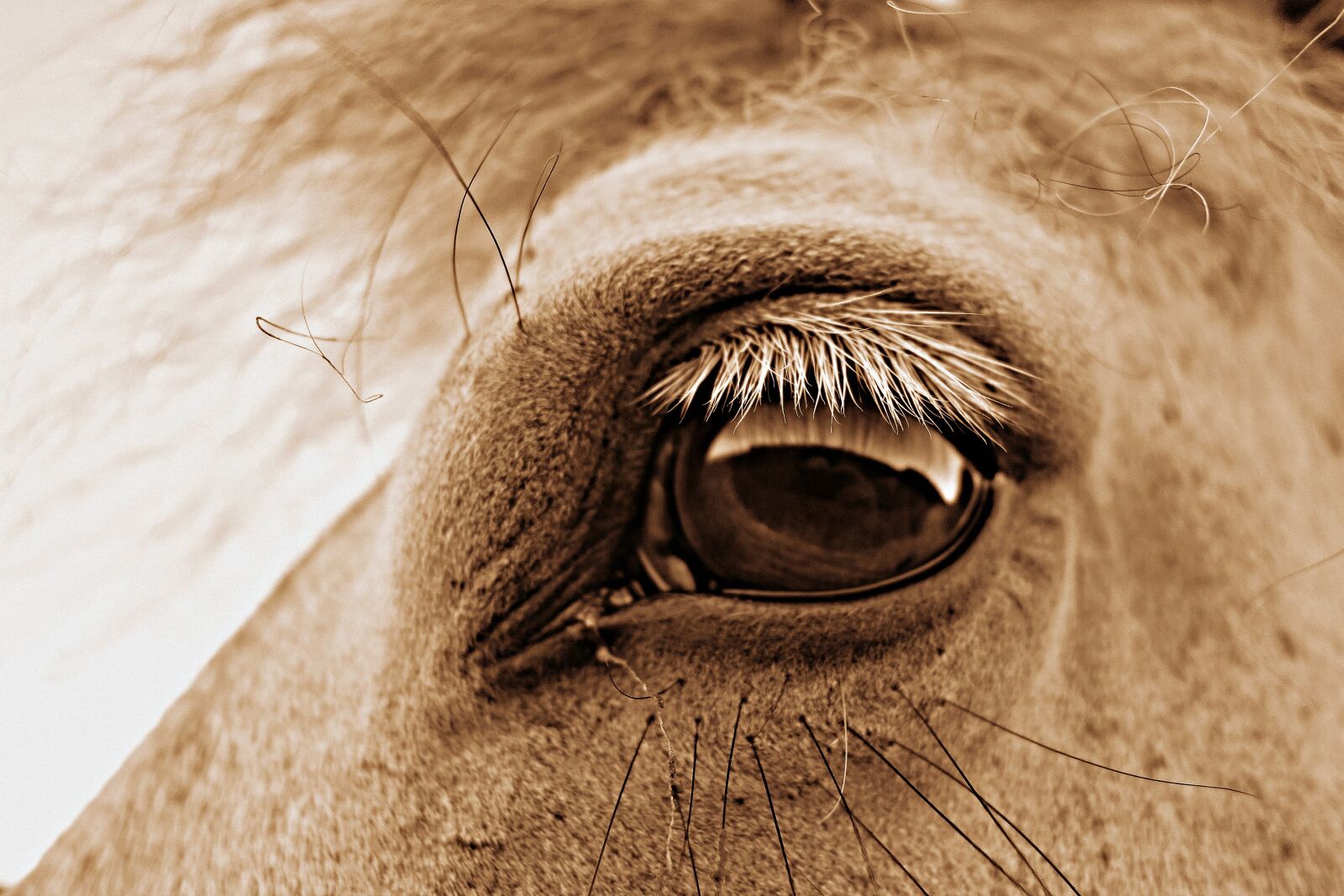 Sony Cyber-shot DSC-RX100 sample photo. Eye, horse eye, head photography