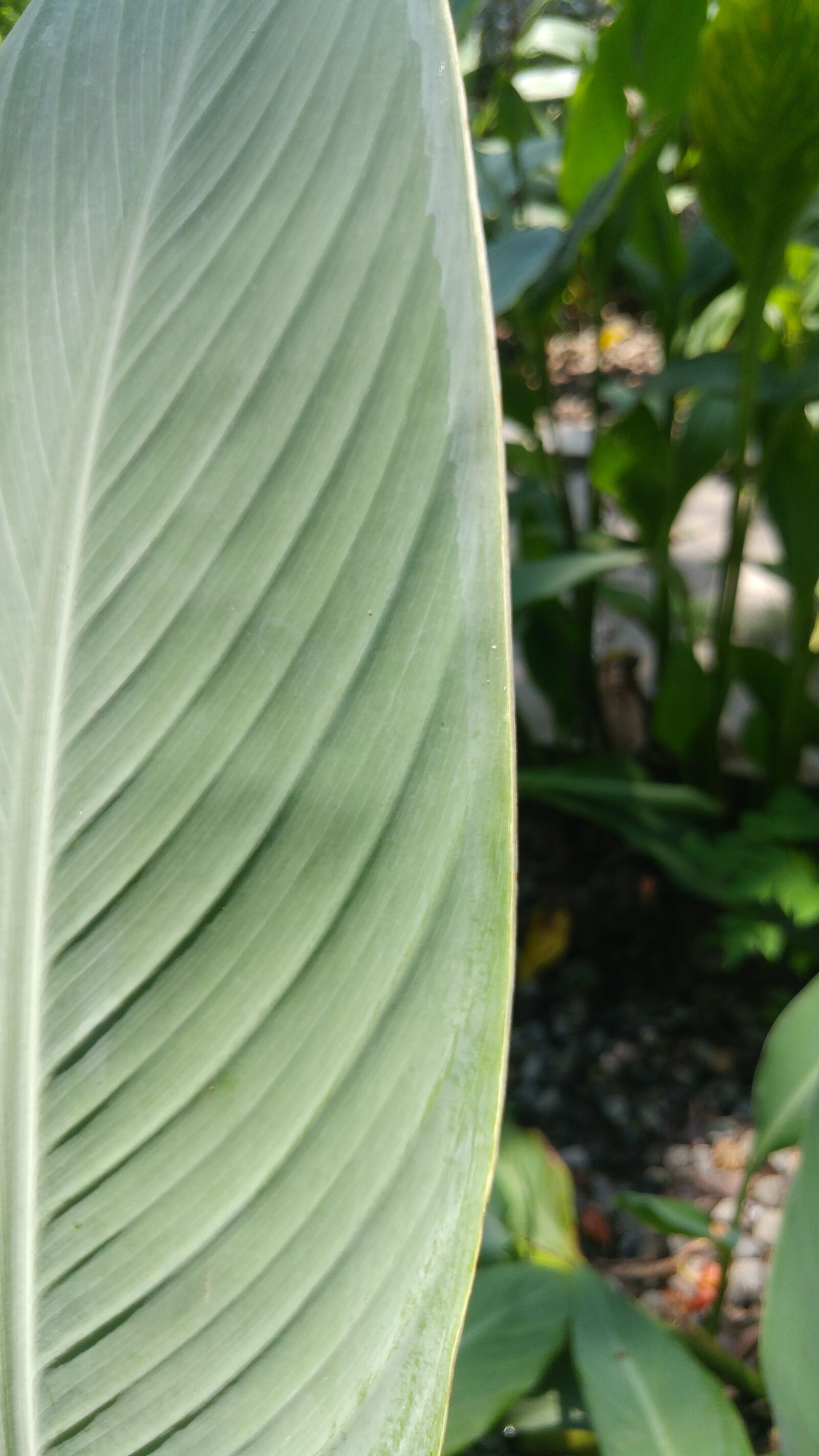 LG G5 sample photo. Canna, lily, leaf photography