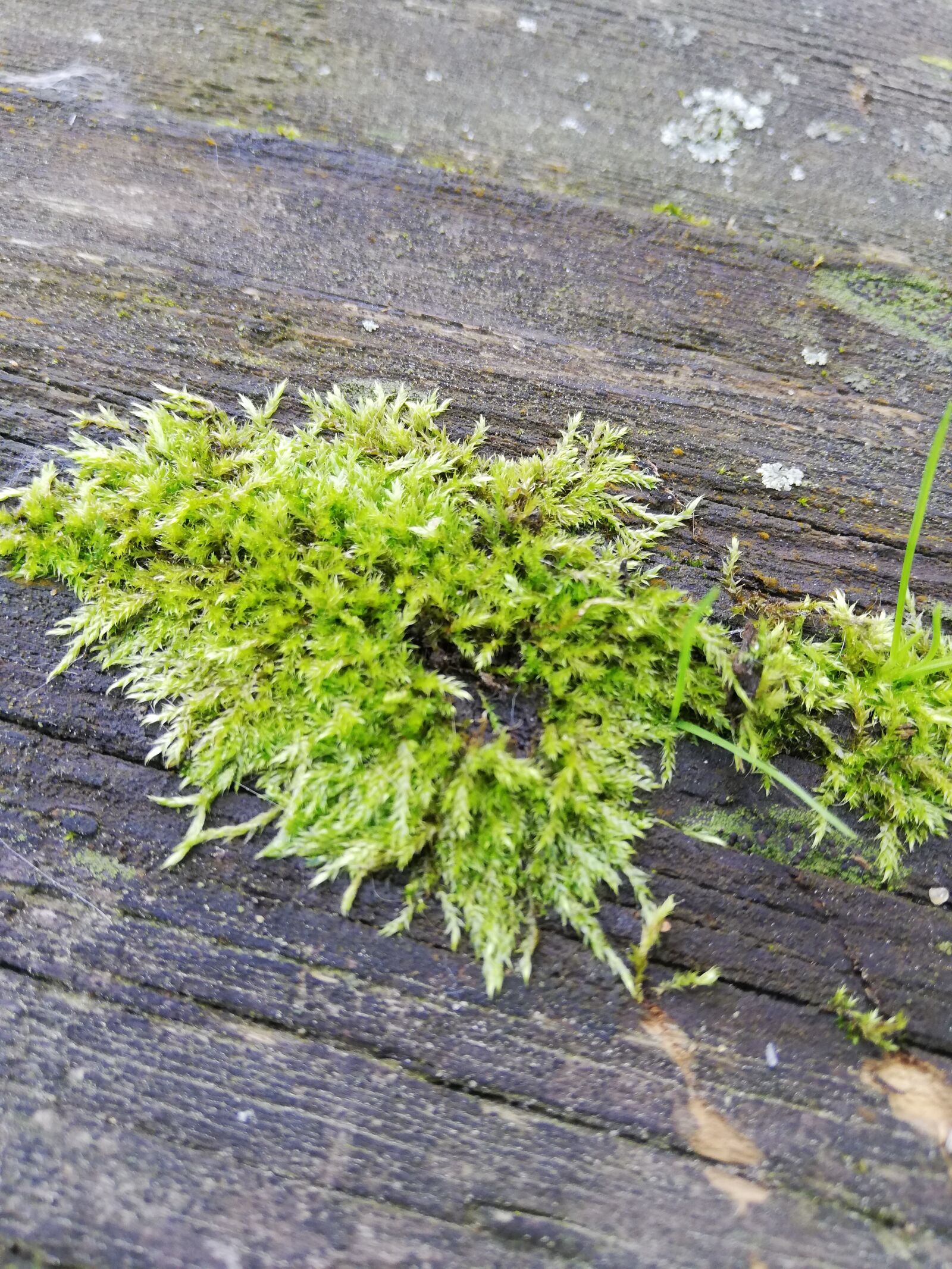 HUAWEI P20 lite sample photo. Moss, green, tree photography