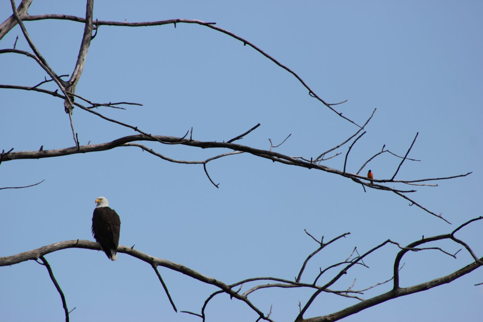 Canon EOS 550D (EOS Rebel T2i / EOS Kiss X4) sample photo. Bald eagle, baltimore oriole photography