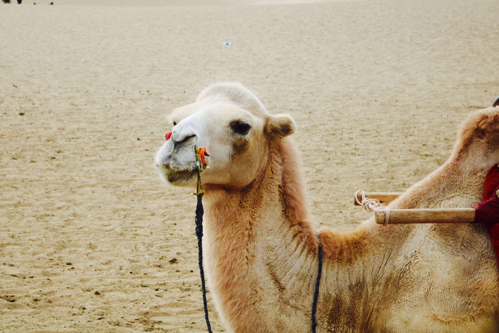 Canon EOS 750D (EOS Rebel T6i / EOS Kiss X8i) sample photo. Dunhuang, mingsha, camel photography