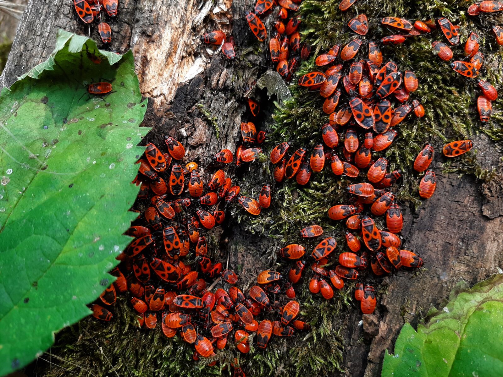 Samsung Galaxy A50 sample photo. Insects, beetle, greens photography