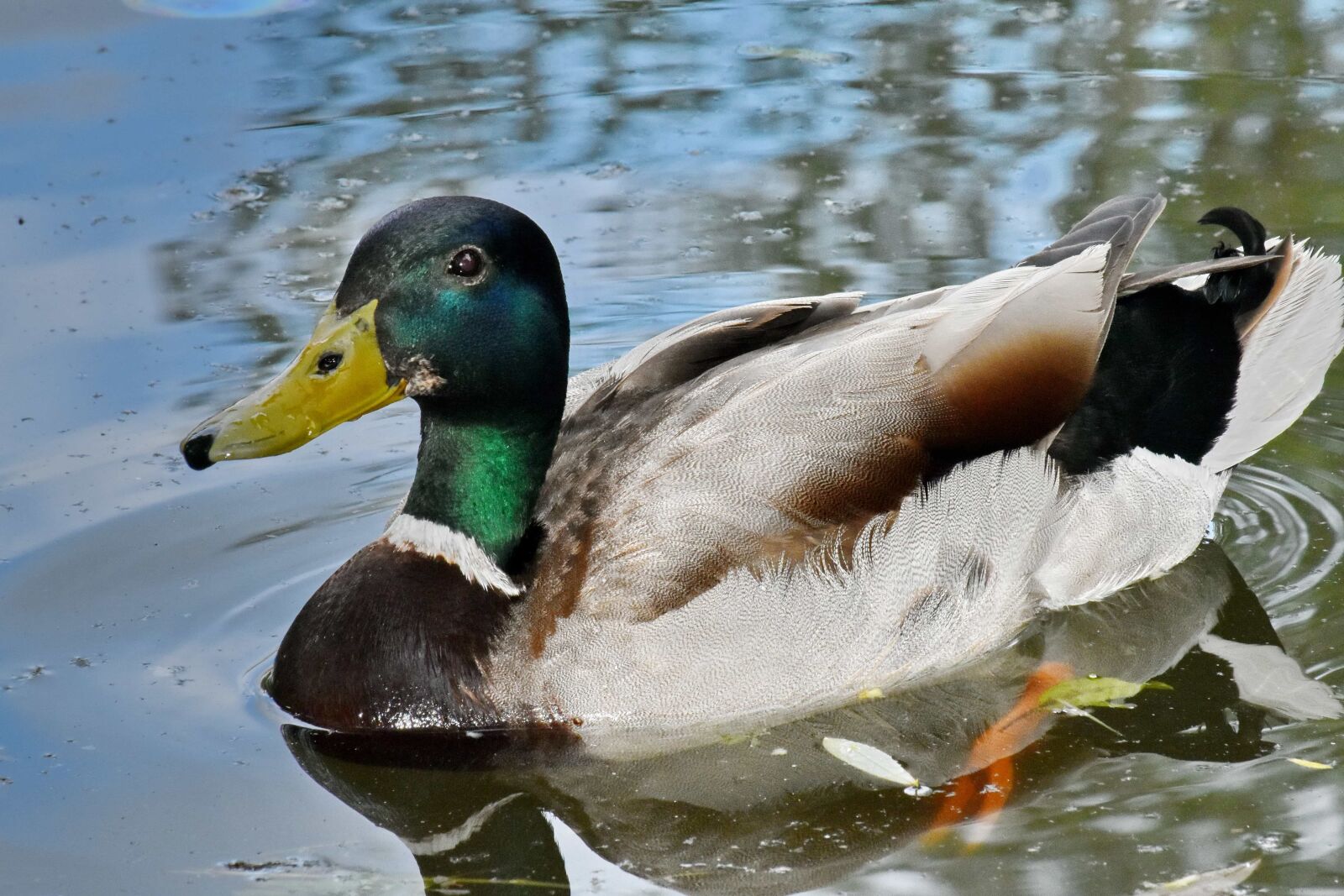 Nikon D5500 sample photo. Wilderness, mallard, waterfowl, duck photography