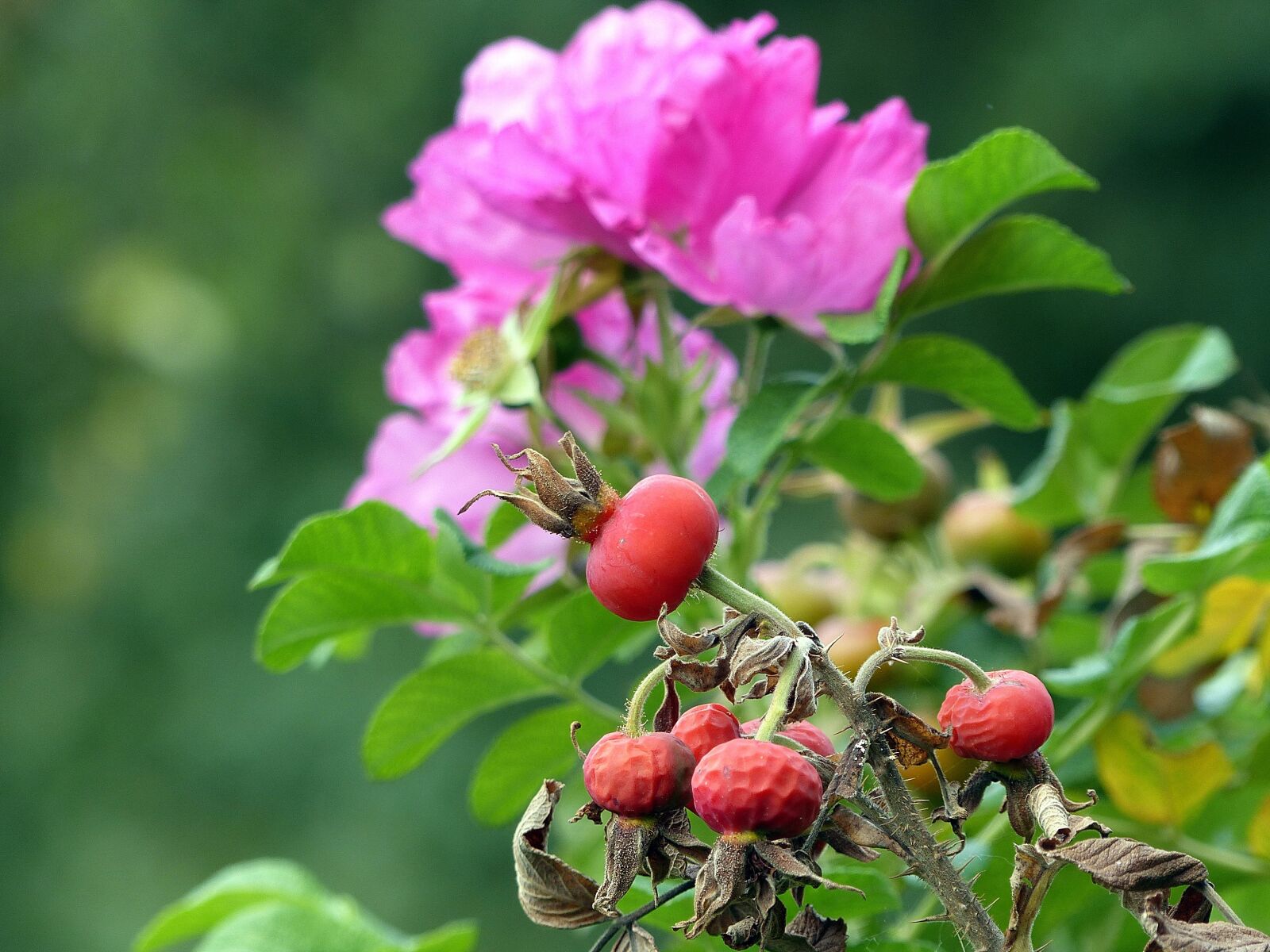 Panasonic Lumix DMC-FZ200 sample photo. Rose hip, autumn, red photography