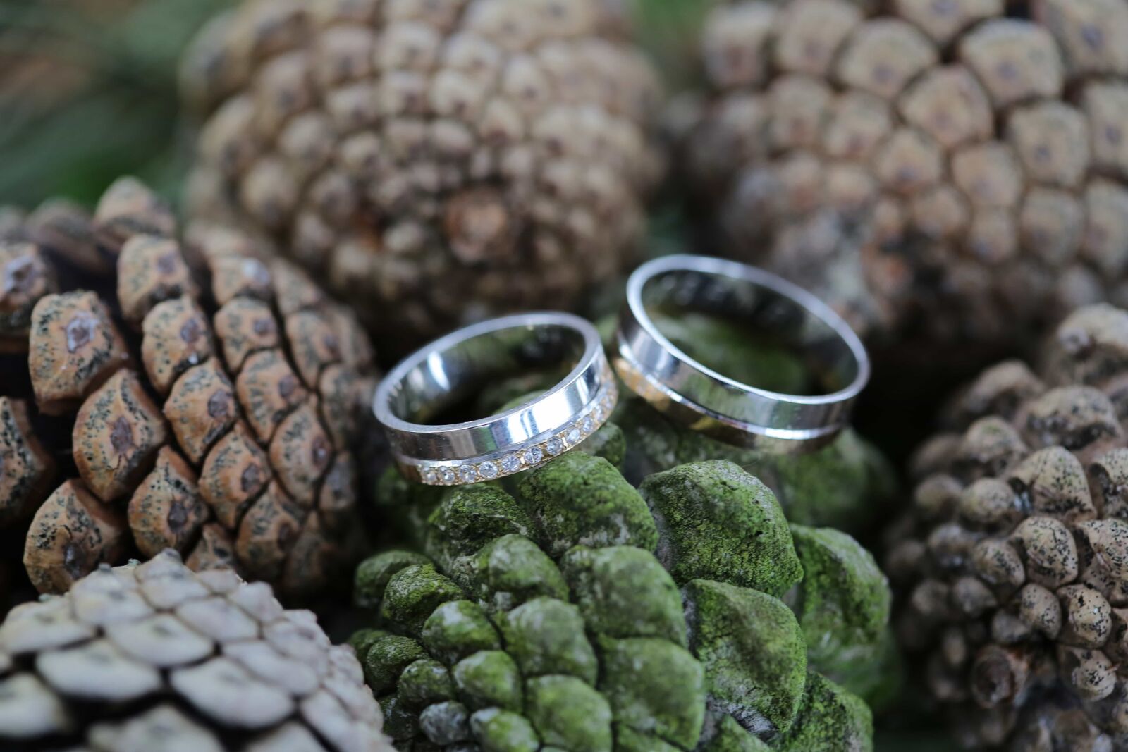 Canon EF 100mm F2.8 Macro USM sample photo. Close-up, conifers, details, gold photography