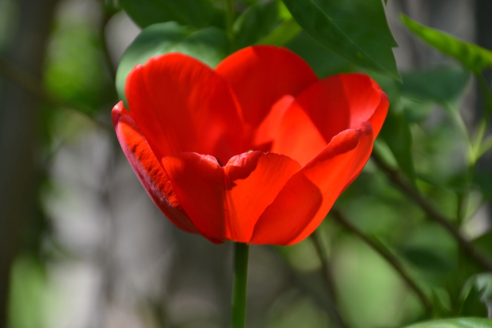 Nikon D3100 sample photo. Flower, tulip, spring photography