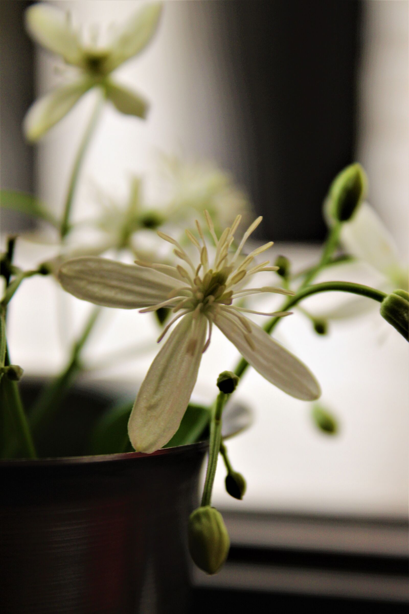 Canon EOS 700D (EOS Rebel T5i / EOS Kiss X7i) sample photo. Flower, nature, beauty photography