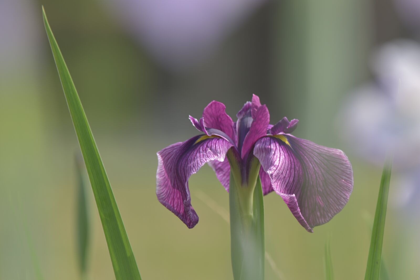 Nikon D5500 sample photo. Flowers, flower, ayame photography