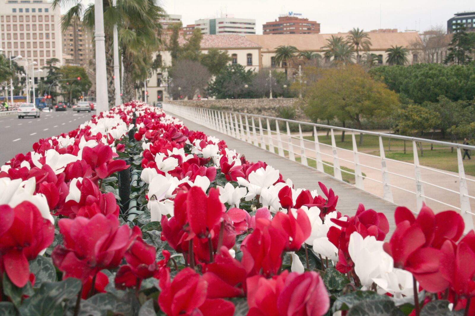 Canon EOS 350D (EOS Digital Rebel XT / EOS Kiss Digital N) sample photo. Valencia, flowers, spain photography