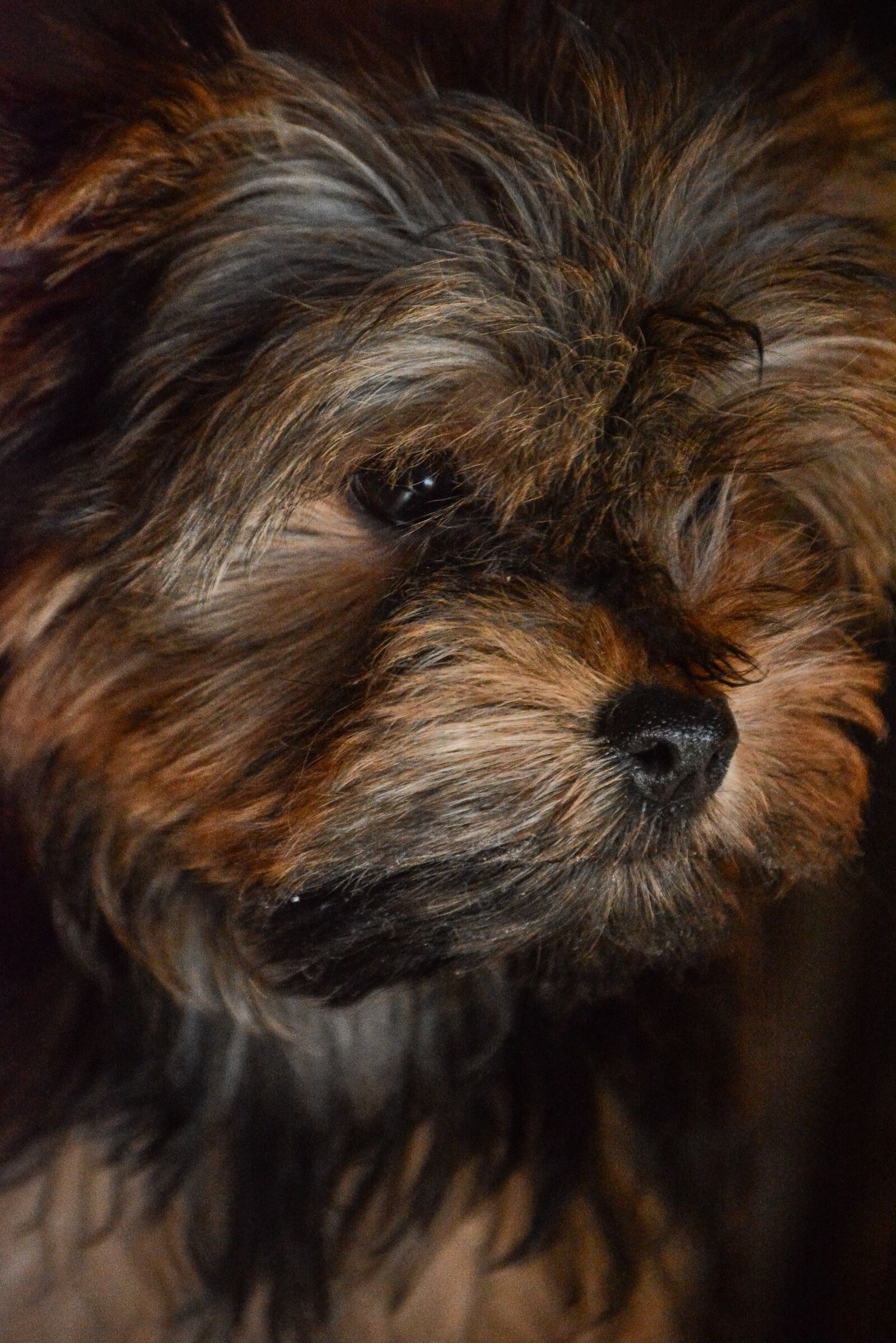 Nikon D5200 sample photo. Yorkshire, terrier, small photography