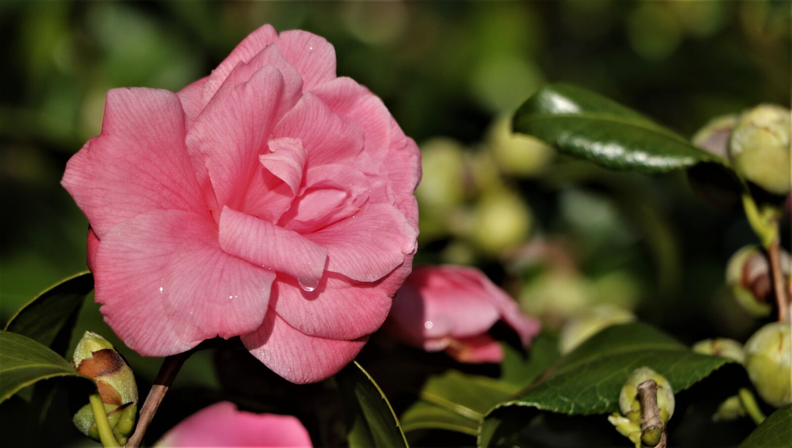 Canon EOS 7D Mark II sample photo. Flower, petal, rose photography
