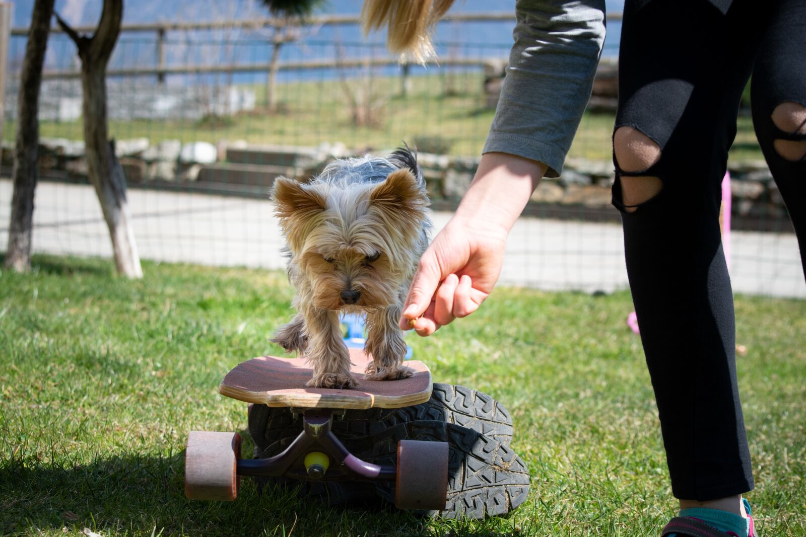 Nikon D7100 sample photo. Dog, small, dog training photography