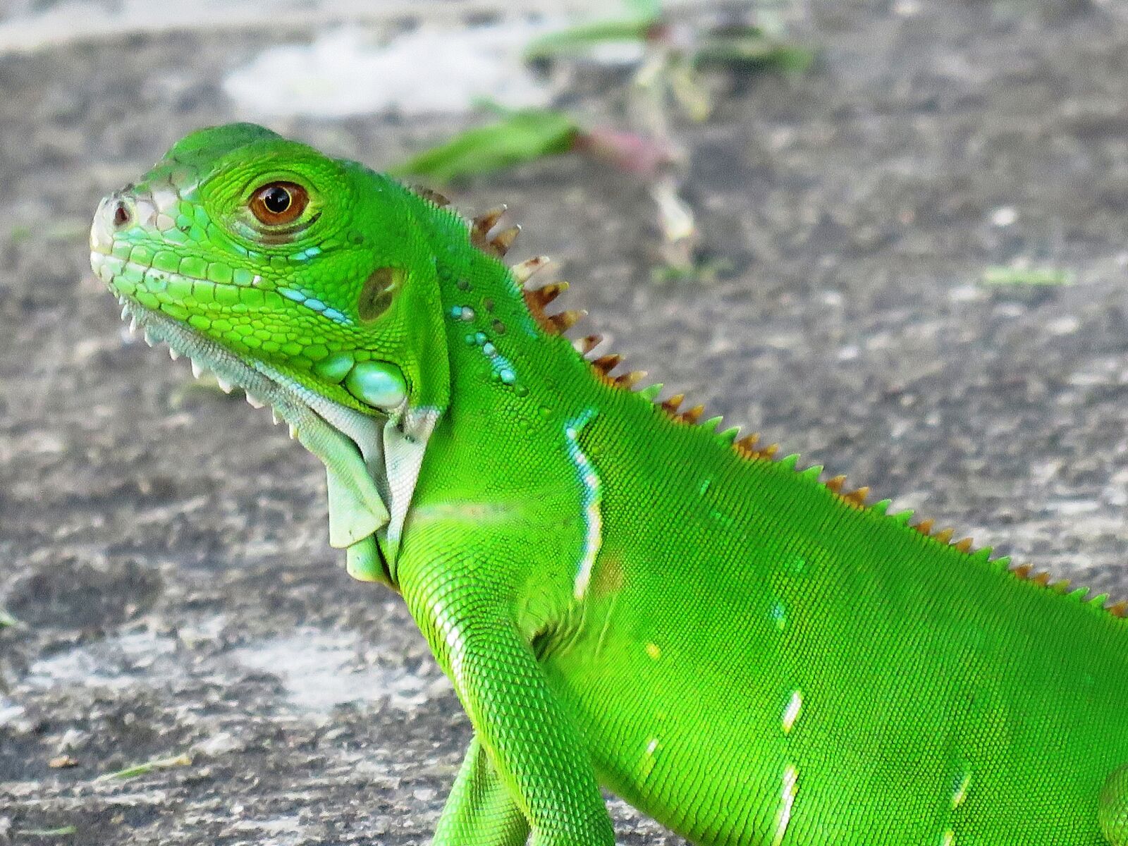 Canon PowerShot SX60 HS sample photo. Chameleon, green, lizard photography
