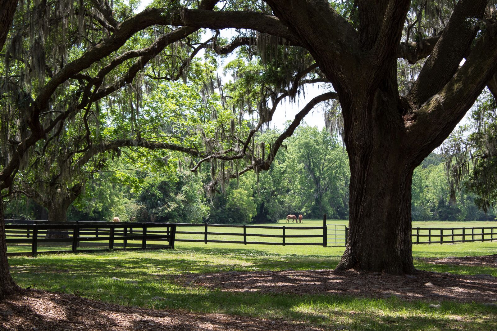 Canon EOS 600D (Rebel EOS T3i / EOS Kiss X5) sample photo. Pasture, horses, plantation photography