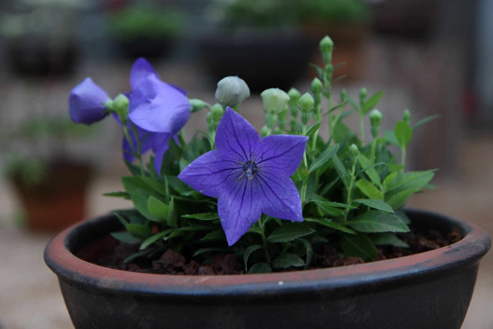 Canon EOS 600D (Rebel EOS T3i / EOS Kiss X5) sample photo. Jeju island, botanical garden photography