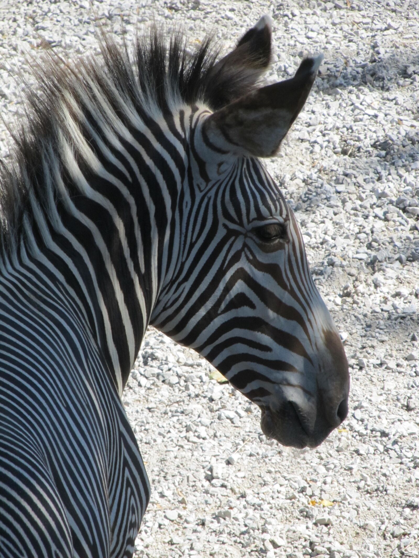 Canon PowerShot SX130 IS sample photo. Zebra, stripes, animal photography