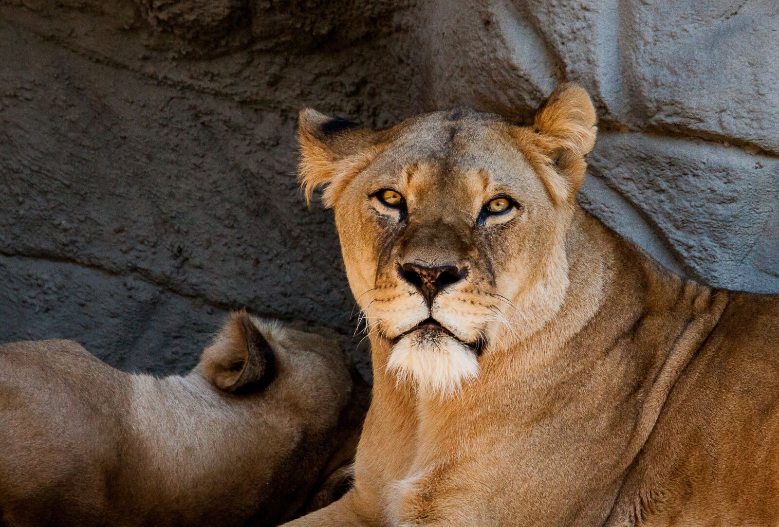 Canon EOS 50D sample photo. Lion, lioness, female photography