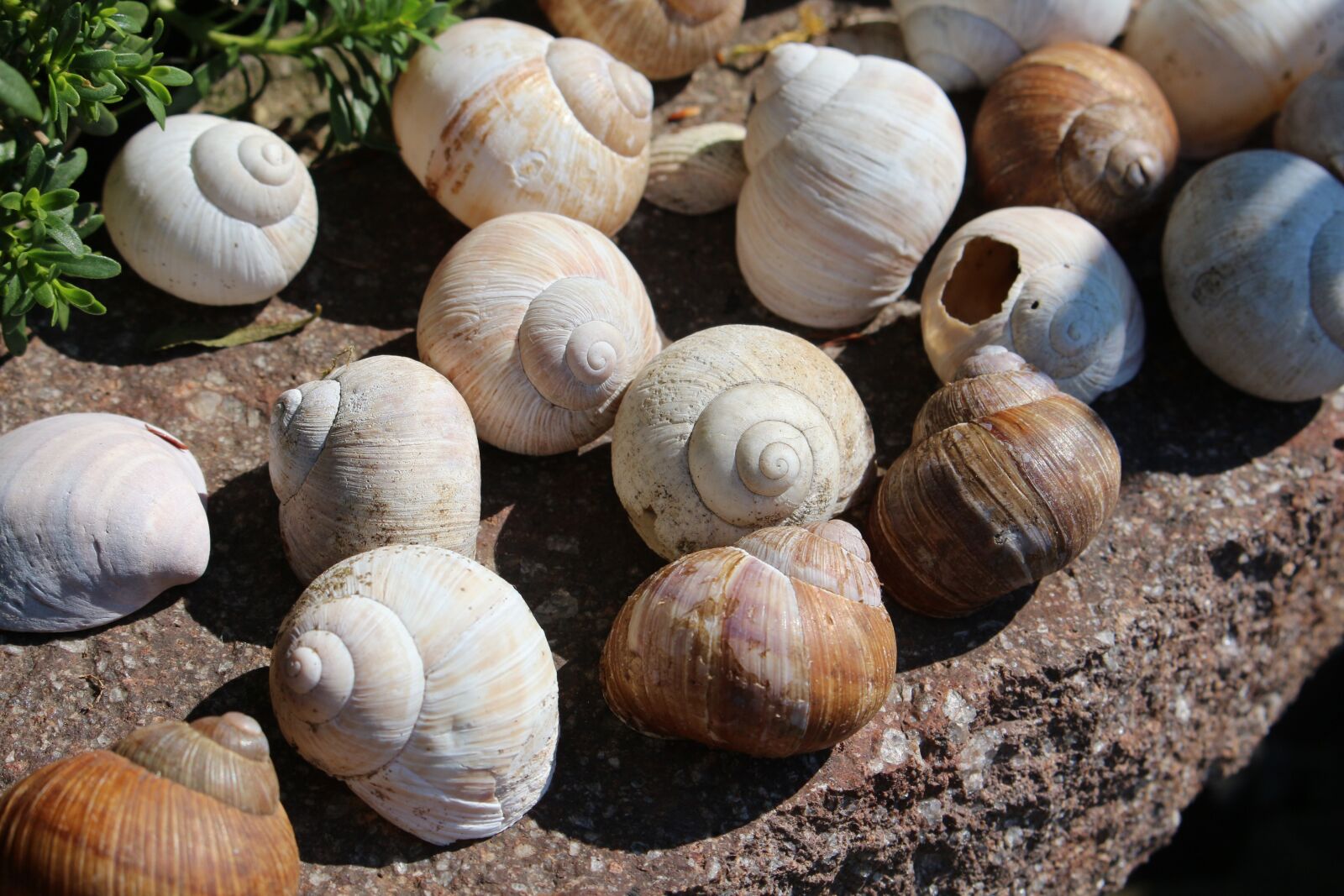 Canon EOS 650D (EOS Rebel T4i / EOS Kiss X6i) sample photo. Garden, snails, summer photography