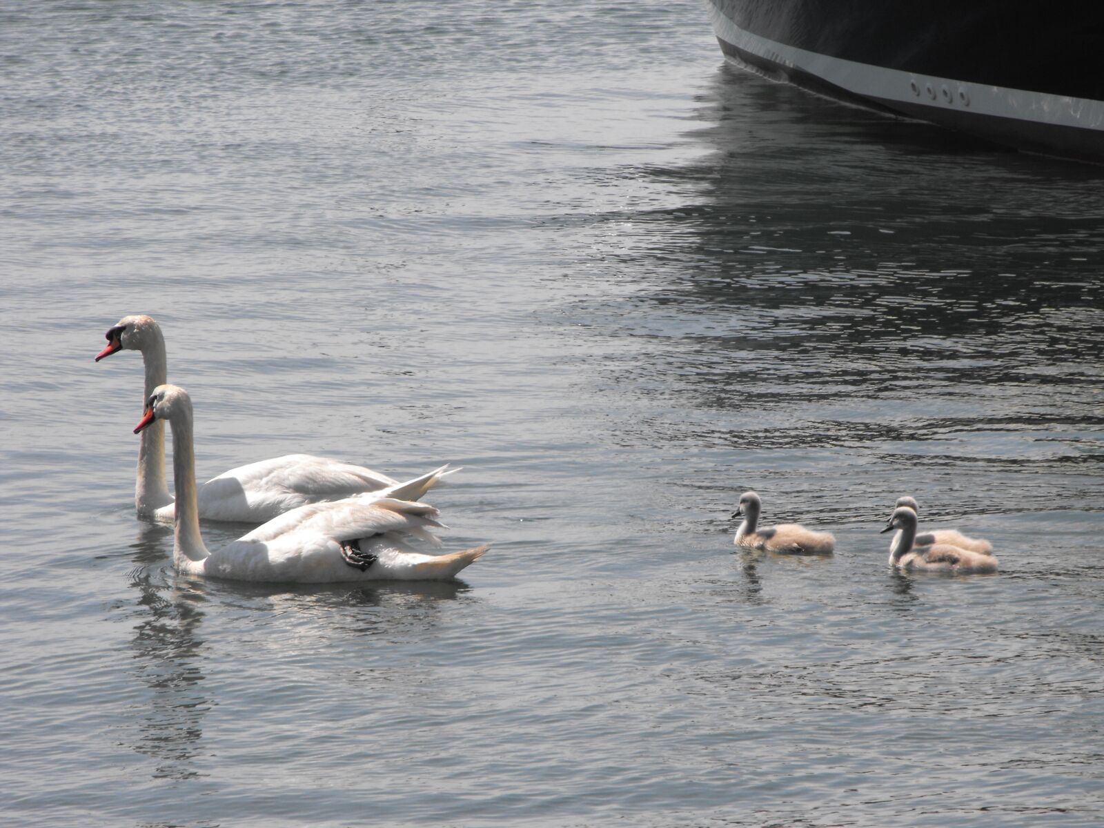 Fujifilm FinePix S1000fd sample photo. Swans, water, wildlife photography