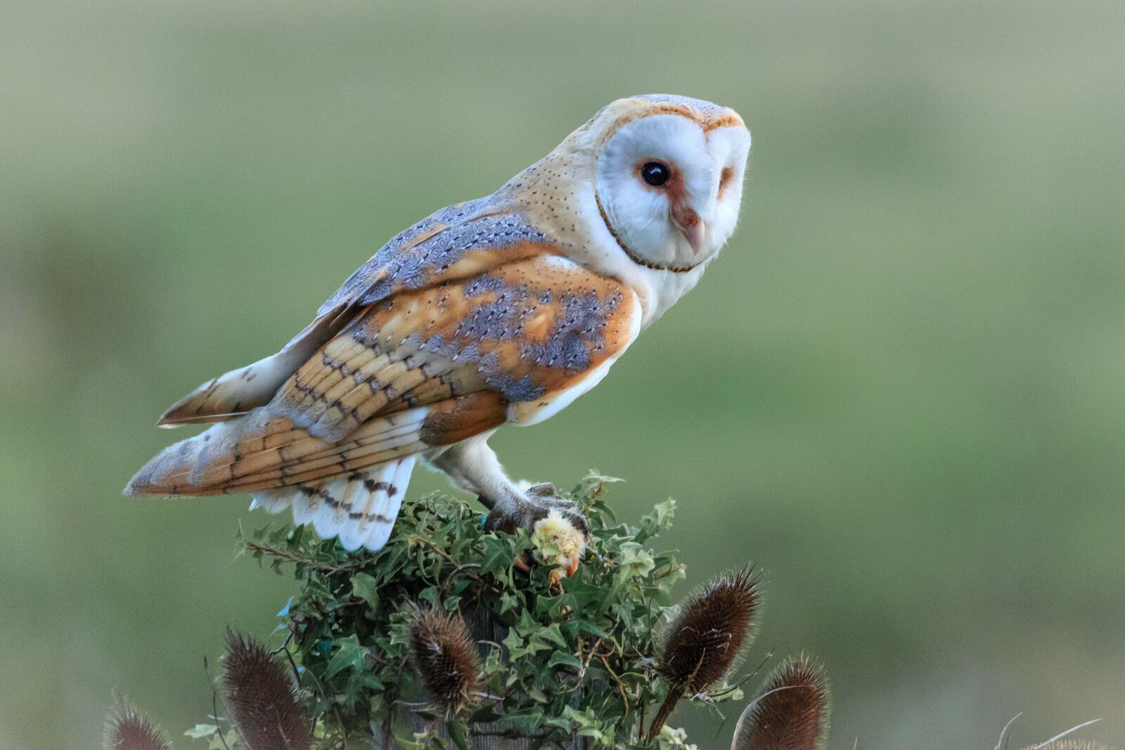 Canon EOS 5D Mark III sample photo. Barn owl, wildlife, bird photography