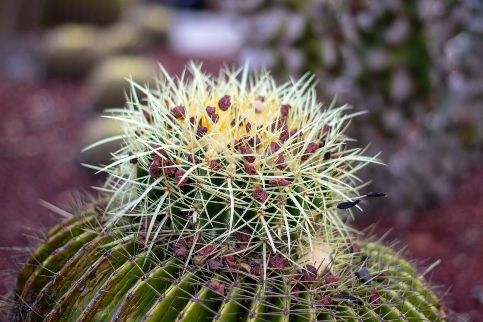 Canon EOS 200D (EOS Rebel SL2 / EOS Kiss X9) + Canon EF 50mm F1.8 STM sample photo. Cactus, plant, green photography