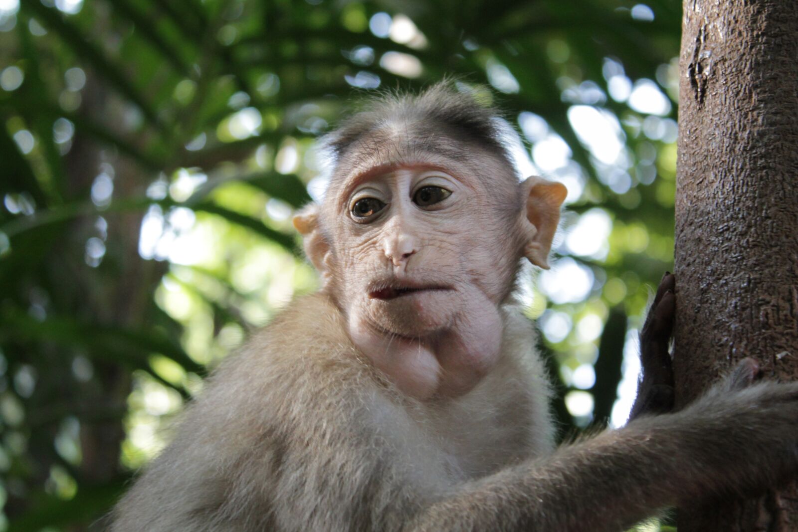 Canon EOS 1100D (EOS Rebel T3 / EOS Kiss X50) sample photo. Monkey, marmoset, india photography