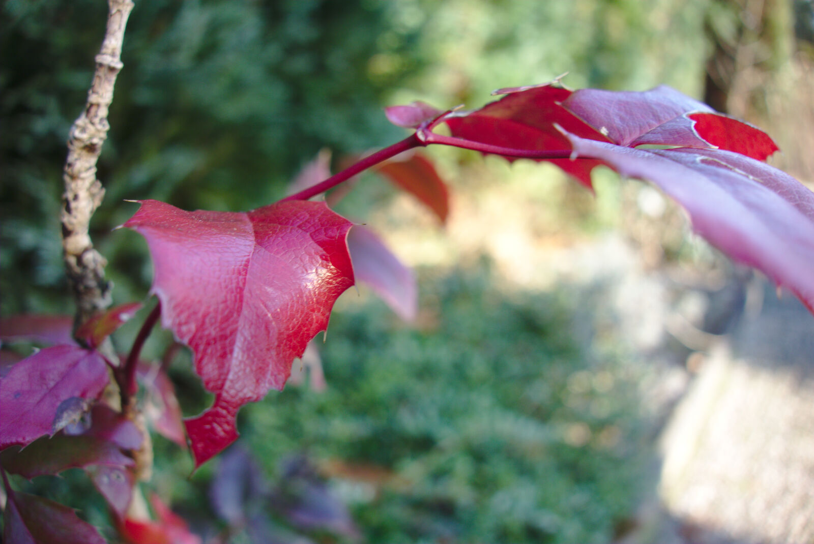 Sony Cyber-shot DSC-RX100 sample photo