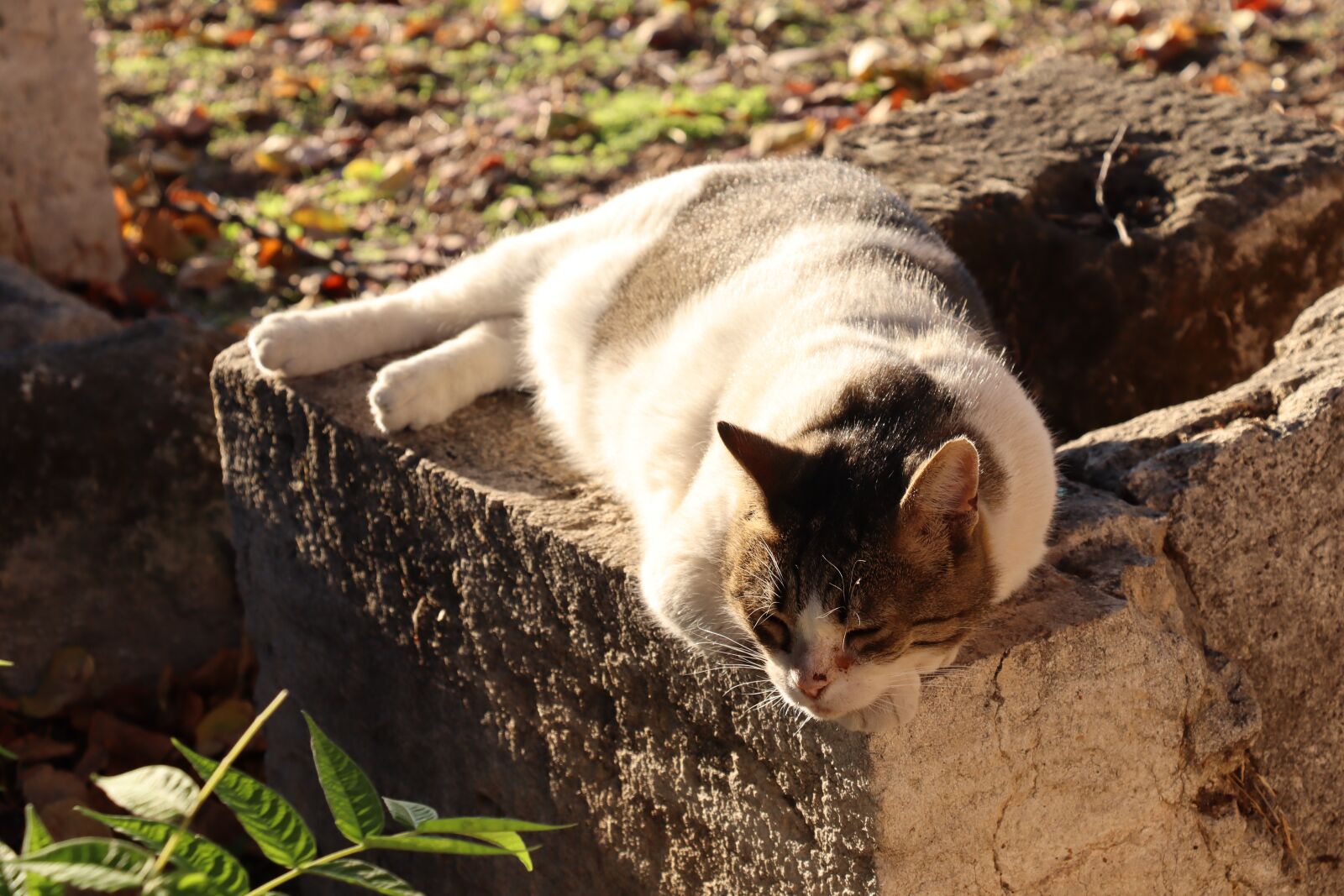 Canon EOS 250D (EOS Rebel SL3 / EOS Kiss X10 / EOS 200D II) sample photo. Cat, sun, tranquility photography