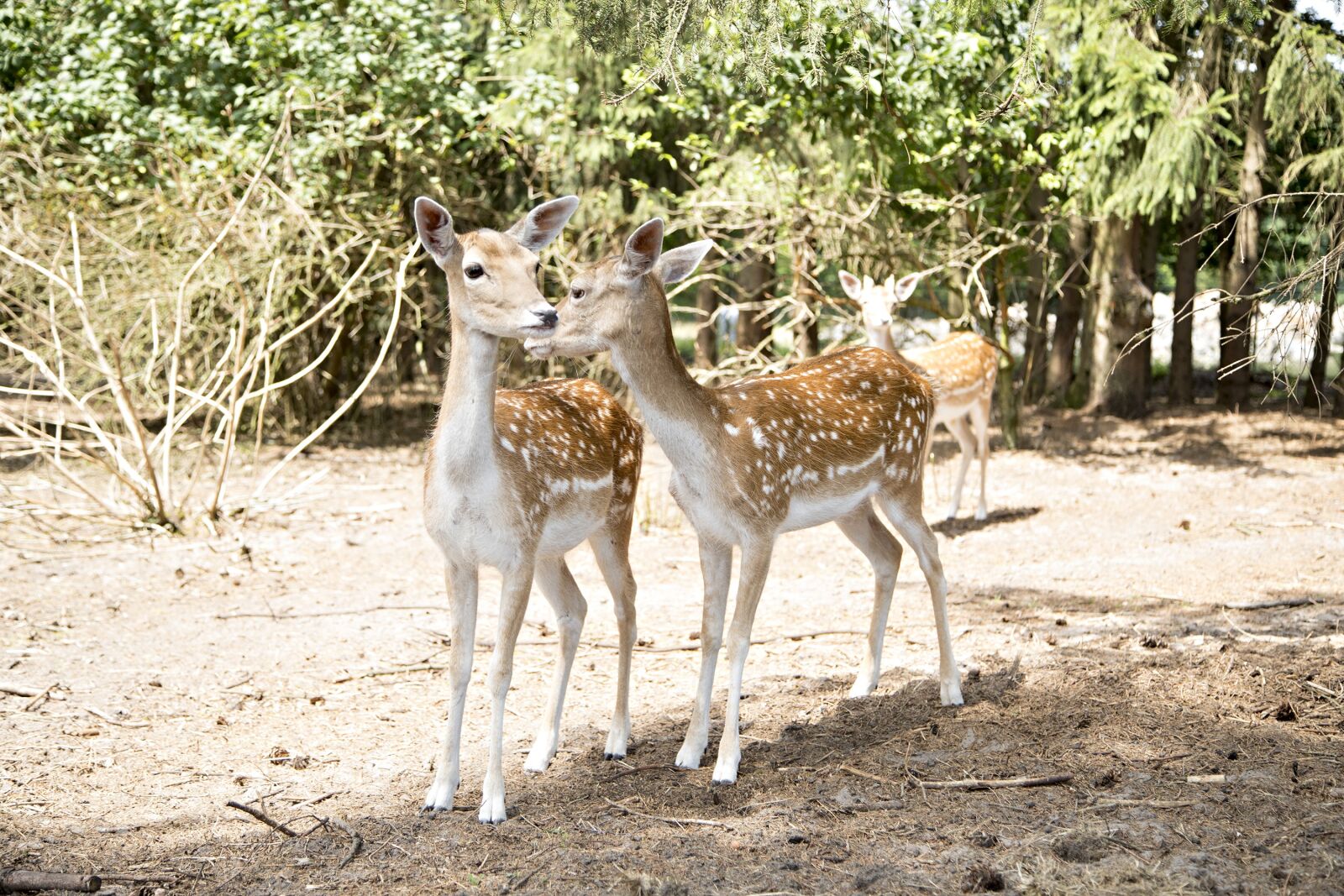 Canon EOS 5D Mark IV sample photo. Fallow deer, deer, forest photography