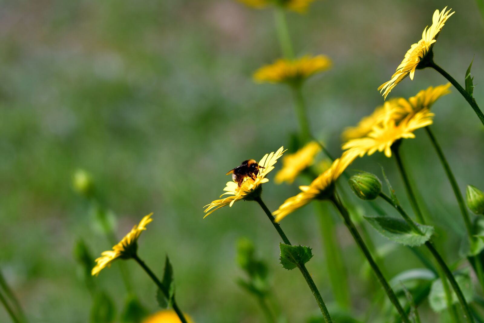 Nikon D500 sample photo. Bee, bug, pollen photography