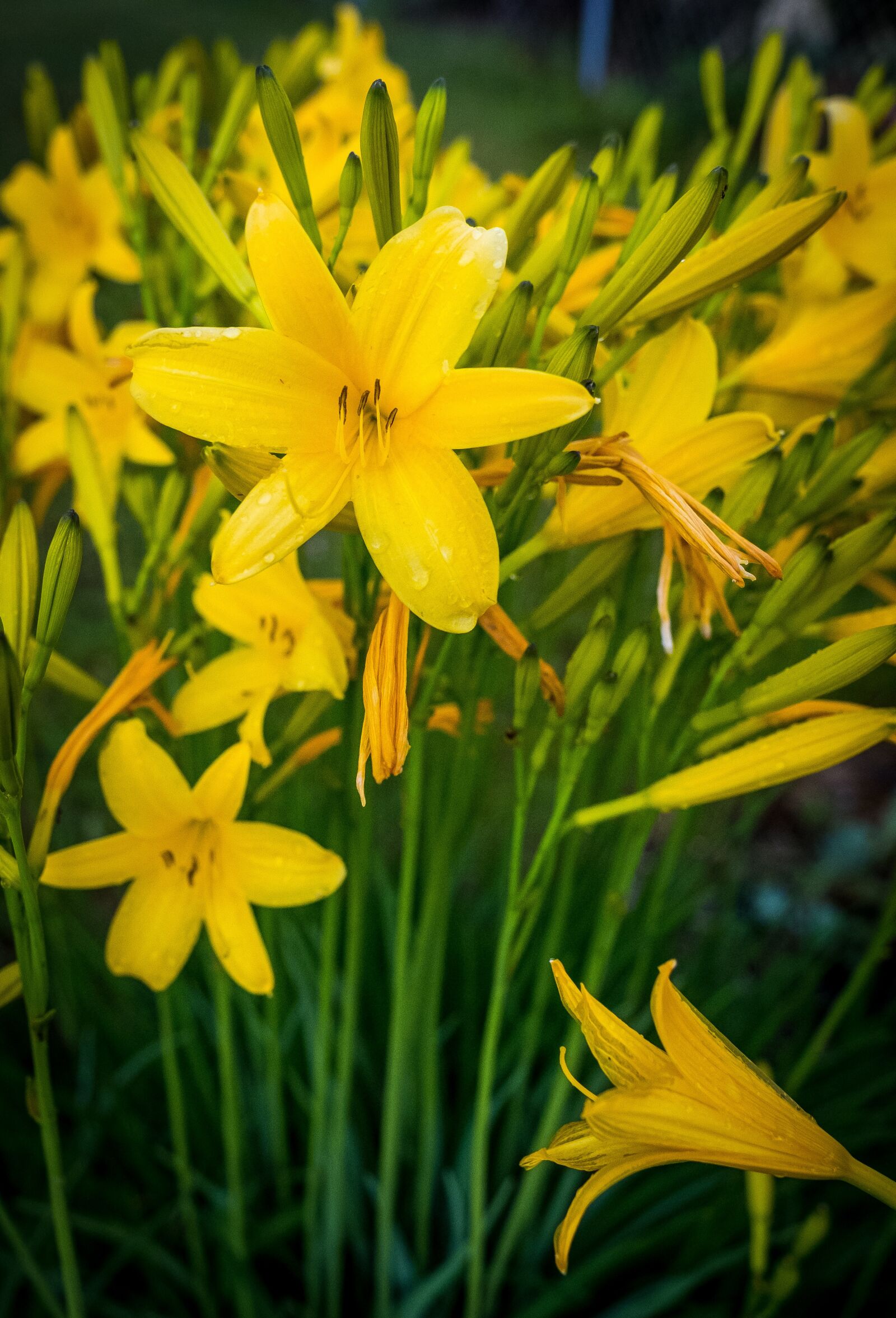Fujifilm XF 16-55mm F2.8 R LM WR sample photo. Spring, bloom, flower photography