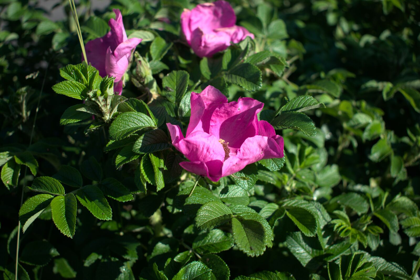 Nikon D3400 sample photo. Rose, flower, spring photography
