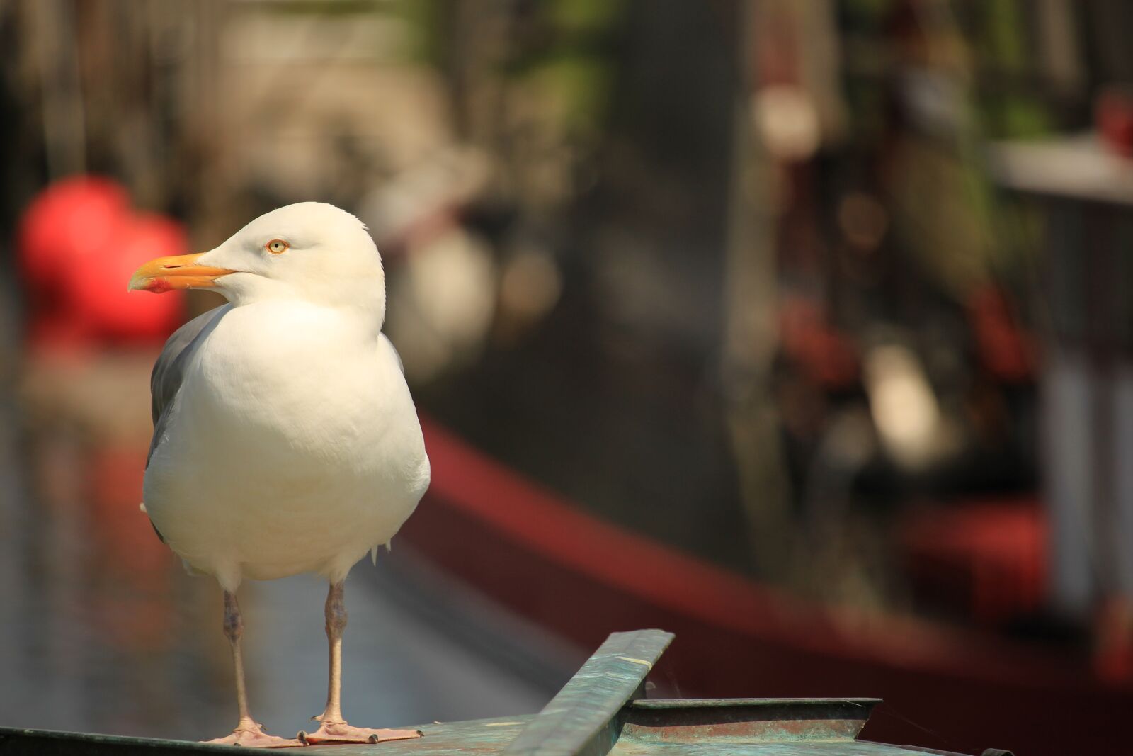 Canon EF-S 55-250mm F4-5.6 IS STM sample photo. Seagull, lake, bird photography