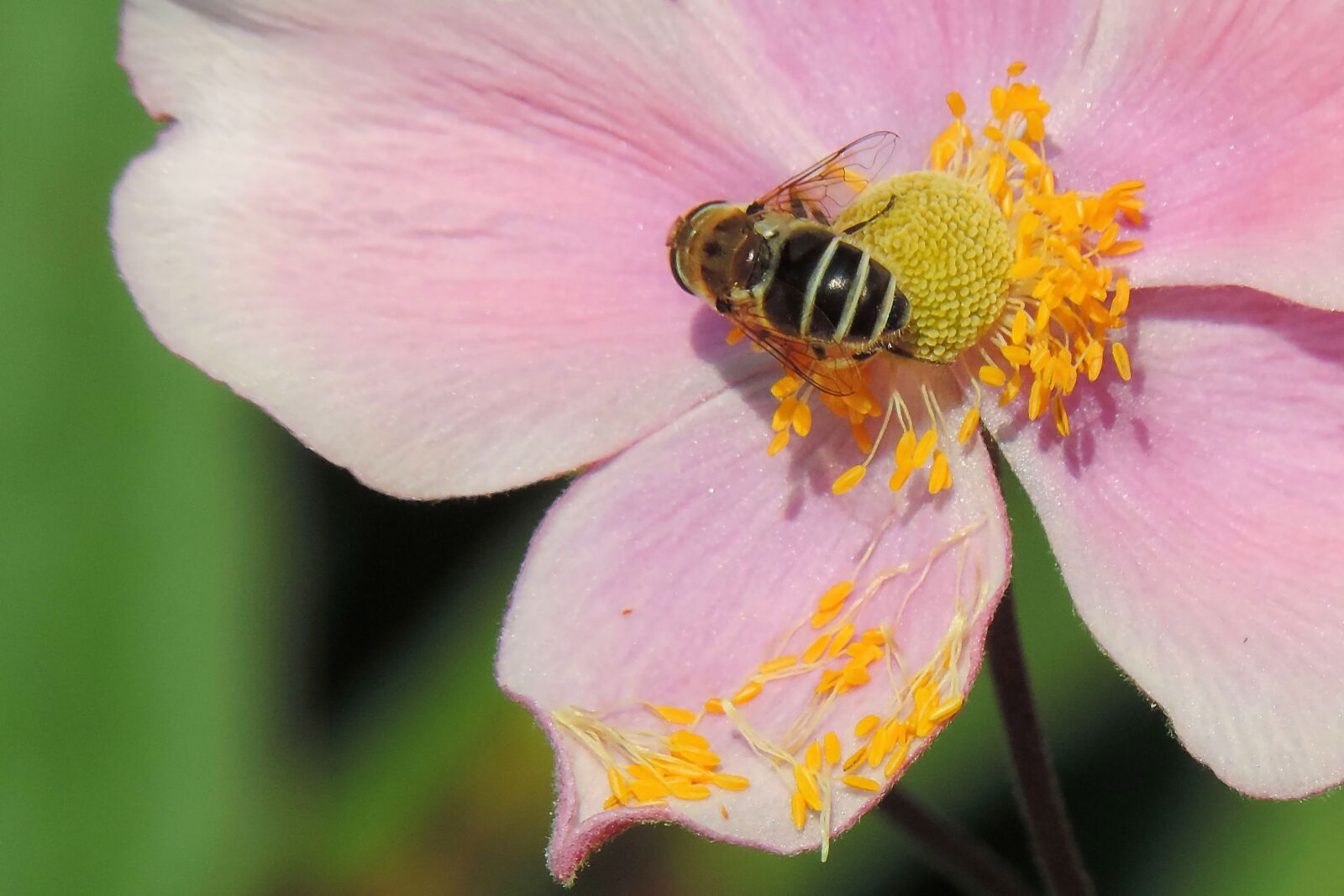 Nikon Coolpix P520 sample photo. Blossom, bloom, insect photography
