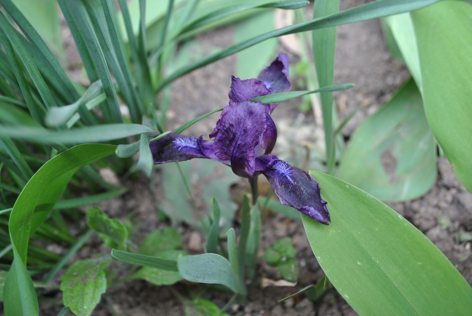 Nikon D3000 sample photo. Flower, plant, nature photography