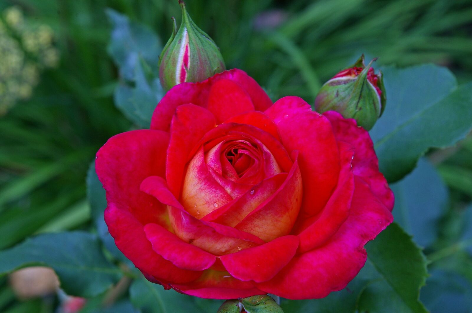 Pentax *ist DL2 sample photo. Rose, red rose, midsummer photography