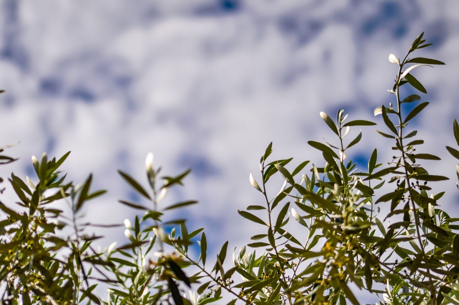 Nikon D90 sample photo. Clouds, blue, texture photography