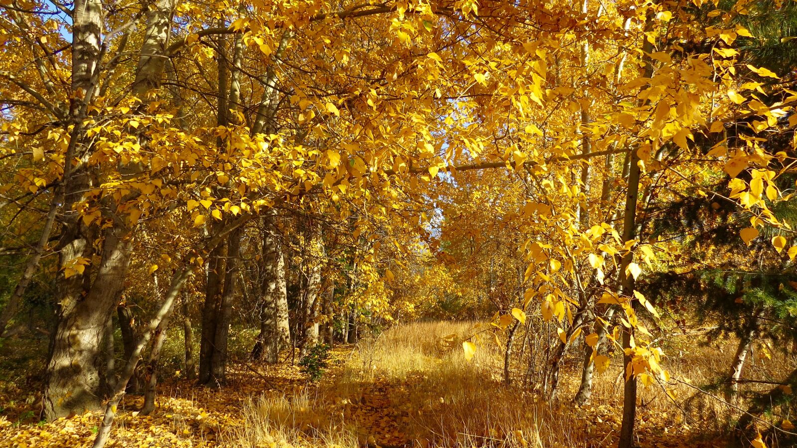 Canon PowerShot SX50 HS sample photo. Yellow, trees, at, day photography