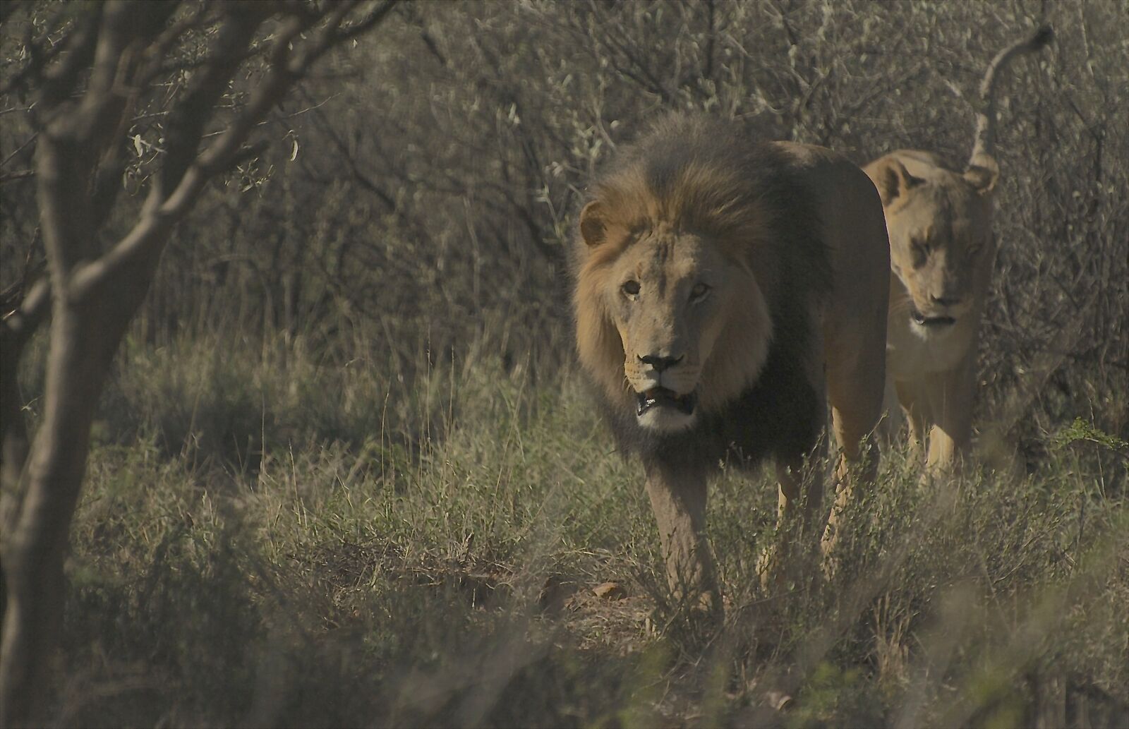 Nikon D300 sample photo. Lion, lioness, africa photography